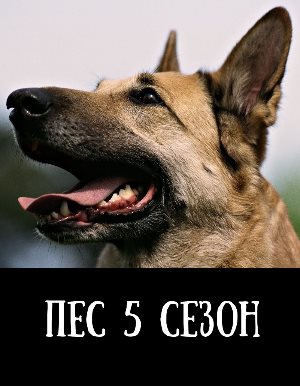 Пес 5 сезон Пес 5 сезон